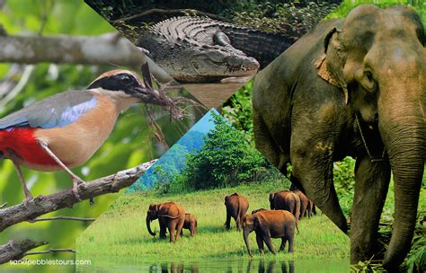 Everything You Should Know About Odisha Wildlife Tour Best Travel