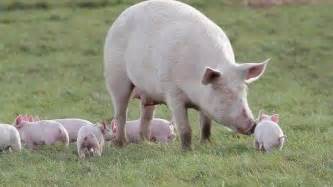 Mother Sow With Piglets Pigs Free Range Pig Farm Scarborough