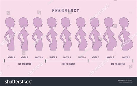 Pregnancy Stages By Months Trimester Pregnant Stock Vector Royalty