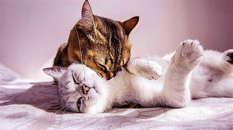 71 Wallpaper Couple Cat Picture Myweb