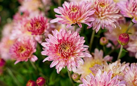 Chrysanthemums Flowers Nature Pink Hd Wallpaper Peakpx