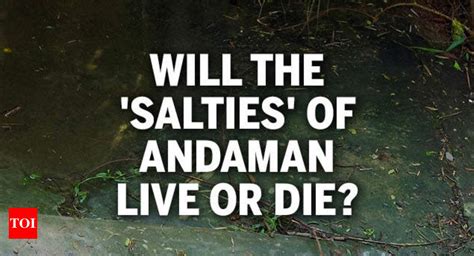 Will The Saltwater Crocodiles Of Andaman Live Or Die Times Of India