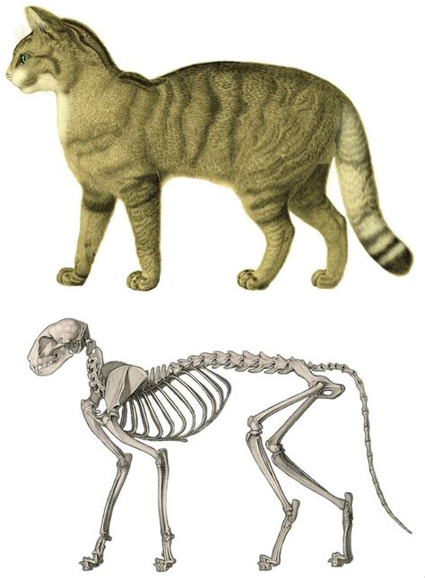 Cat Anatomy And Dissection Cat Anatomy Feline Anatomy Cat Skeleton