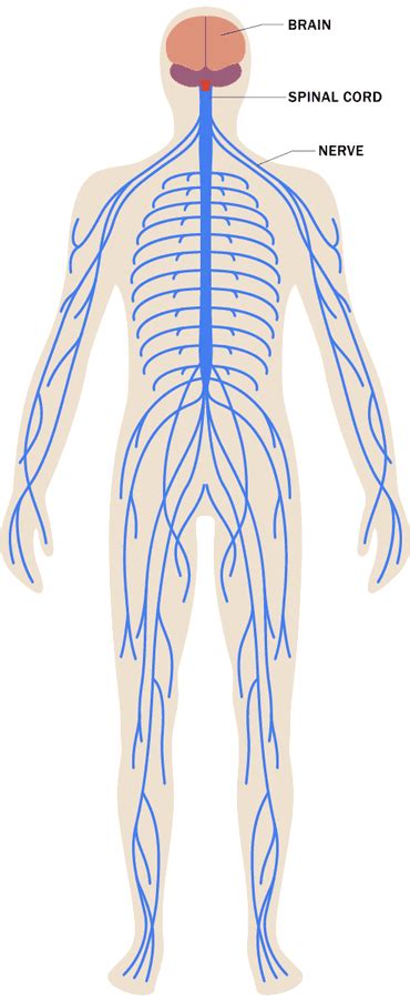 The cns contains the brain and spinal cord. Stress Effects on the Body: Nervous System