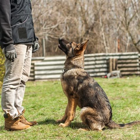 First 4 Commands To Teach Your German Shepherd Puppy German Shepherd