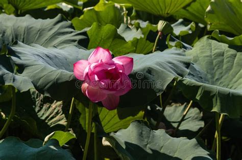 Sacred Lotus Flower Head Stock Image Image Of Exotic 46940925