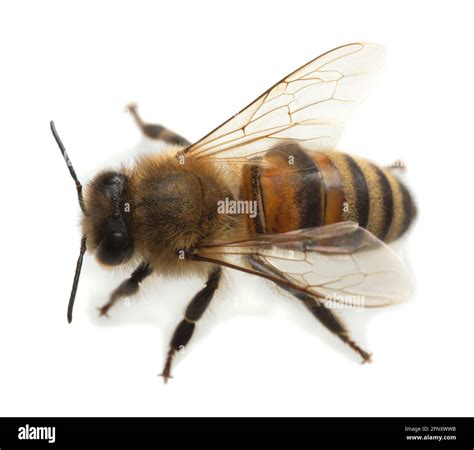 European Honey Bee Apis Mellifera Isolated On White Background Stock