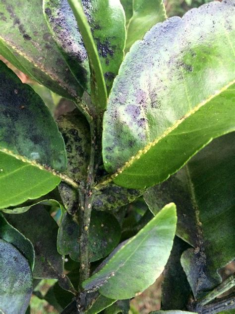 Some scale insects are serious plant pests, especially of perennial agricultural plants. Citrus: Scale insects and sooty mold | Read: www.ctahr ...