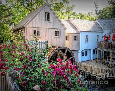 Roses At The Plimoth Grist Mill By Janice Drew Plimoth Stunning