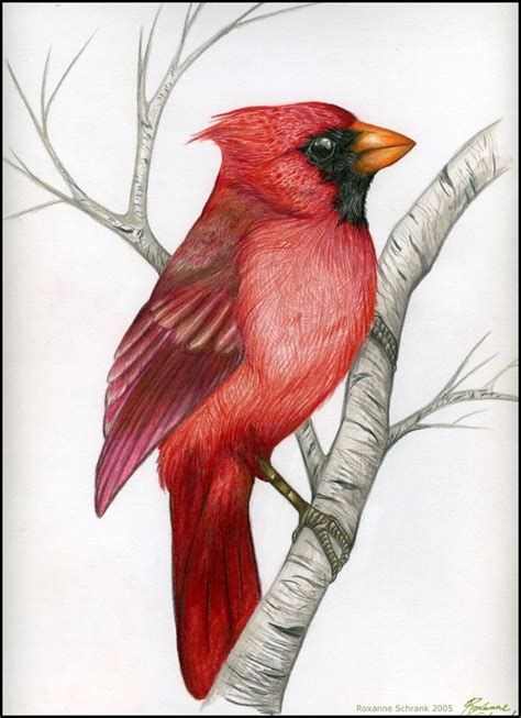 Northern Cardinal By Winternacht On Deviantart Bird Drawings