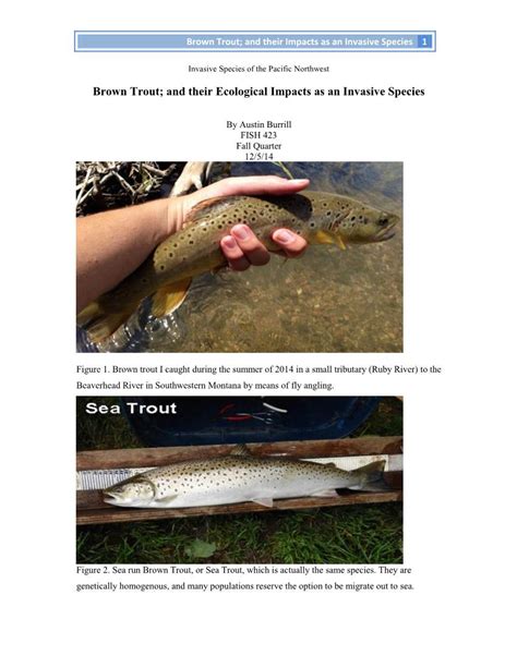 Brown Trout And Their Ecological Impacts As An Invasive Species Docslib