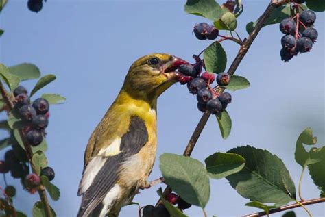 What Birds Eat Blueberries The Best Way To Feed Them And More