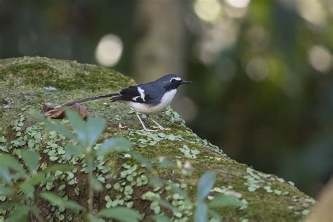 As The Crow Flies A Hong Kong Birding Blog The Last Push