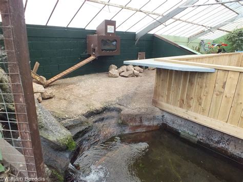 Asian Short-clawed Otter Enclosure - ZooChat
