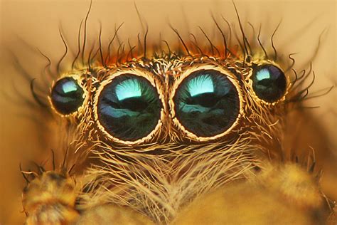 A Depth Sensor Inspired By The Way Spiders Eye Flies Harvard Gazette