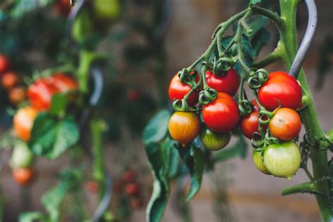 How To Sow Tomatoes Gardens And Gardening