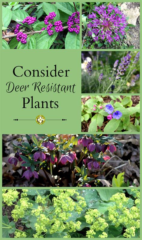 Summers in zone 9 are hot and often humid, and winters are mild, but. Consider Deer Resistant Plants - Dan330