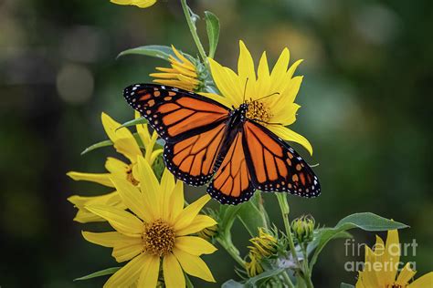 A Monarch Butterfly Perched On Sunflowers Photograph By Richard Smith