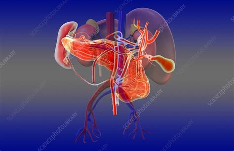 Right Kidney Stock Image C0079836 Science Photo Library