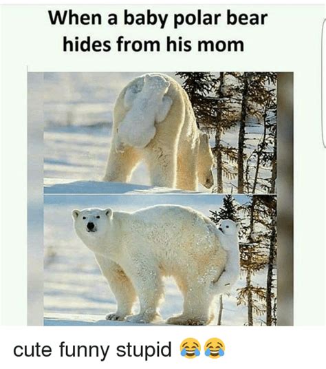 When A Baby Polar Bear Hides From His Mom Cute Funny