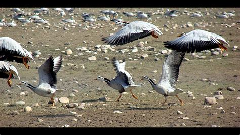 68k Migratory Birds Descend On Kangras Pong Dam Wetland For Winter