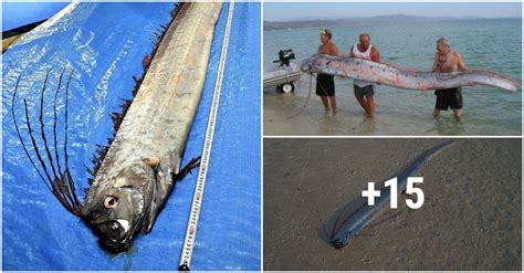 The ‘oarfish Is The Worlds Longest Bony Fish October Daily