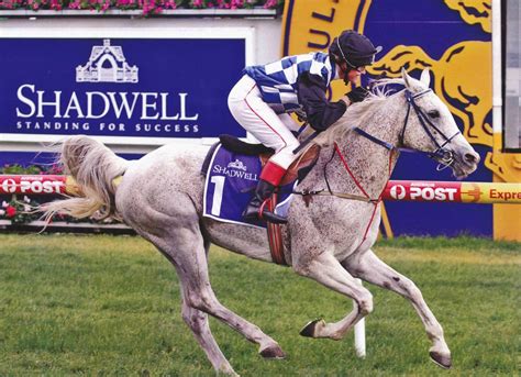 Arabian Racehorse Of The Year Arabian Horse Society Of Australia