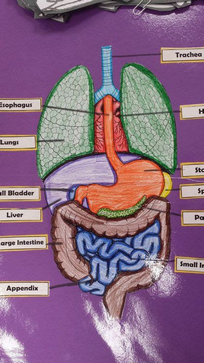 There isn't an official organ count for the human body, but is there a ballpark estimate? 5th Grade | Human body projects, Human body science, Human ...