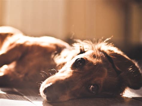 Top 10 apartment-friendly dog breeds | PropertyMash