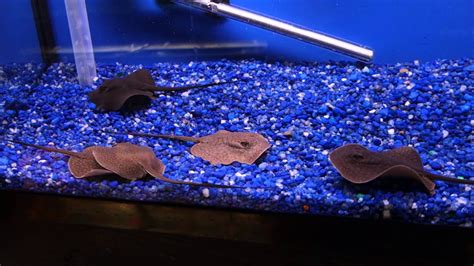 Teacup Stingray Aquarium Hd 1080p Youtube