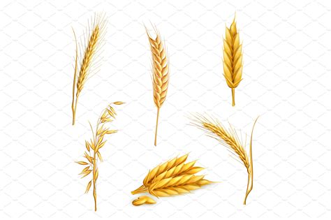 Wheat Oat Grains Vector Icon Set Icons Creative Market