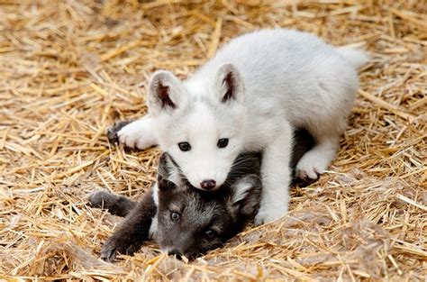 White Wolf Photographer Takes Heart Melting Photos Of Young Arctic