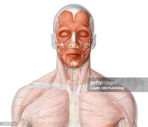 Lymphatic System Head Photos And Premium High Res Pictures Getty Images