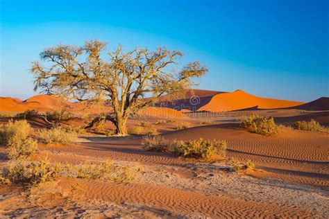 Diuny Namib Pustynia Namibia Afryka Zdjęcie Stock Obraz złożonej z