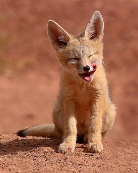 Gülen Tilki Yavrusu Fox Pups Pet Fox Animals Beautiful