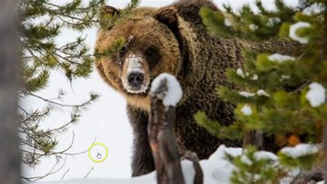 Yellowstone Grizzly Bears Could Be Hunted Under New Regulations Youtube