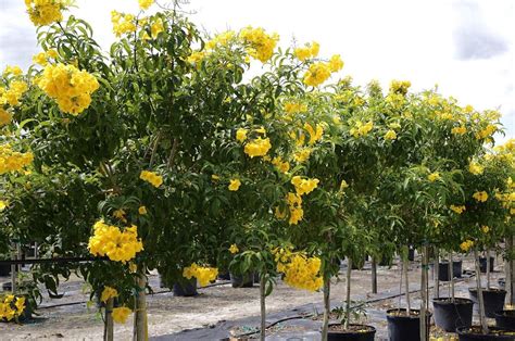 Tecoma Stans Descubre Los Usos De Este Pequeño Arbusto Live Plants