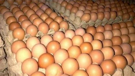 harga telur ayam ras  pasar tradisional ambon turun jadi rp