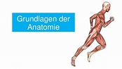 Grundlagen der Anatomie