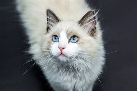 무료 이미지 착한 애 고양이 새끼 구레나룻 척골가 있는 래그 돌 시베리아 사람 메인 쿤 고양이 얼굴 노르웨이