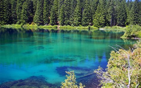 Americas Most Beautiful Lake Has A Sunken Forest Beneath Its Crystal