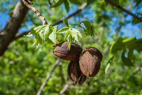 nuts for zone 8 how to grow nut trees in zone 8 landscapes gardening know how