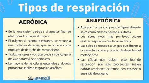 Diferencias Entre La Respiraci N Aerobia Y Anaerobia