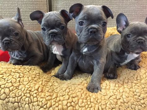 I have one male and one female left out of a litter of 4. French Bulldog Puppies For Sale | Southwest Philadelphia ...