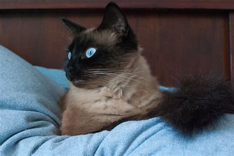 Balinese Cat Pictures And Information Cat