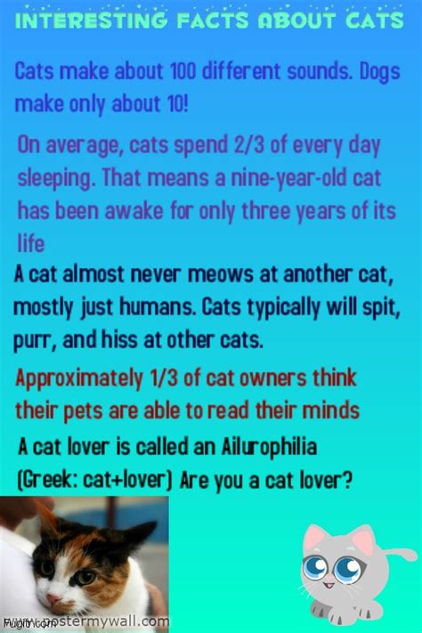Did you know that originally it was thought that egyptians domesticated but in 2004, french archaeologists discovered a 9,500 year old cat grave in cyprus. trivia-about-cats-a - Fugitr.com
