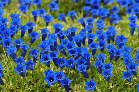 Gentian Alpine Mountain Flower Free Image Download