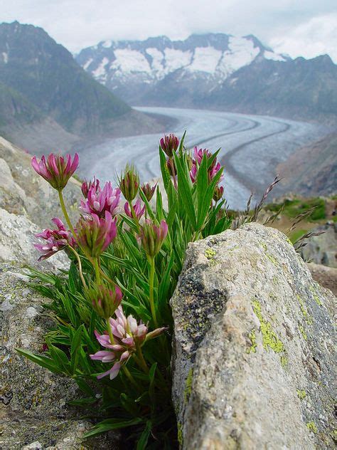 145 Best Alpine And Meadow Swiss Flowers Images Flowers Alpine