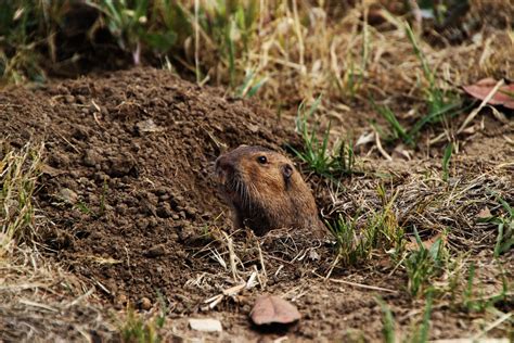 Watch Out For That Gopher Hole Andyblumenthal