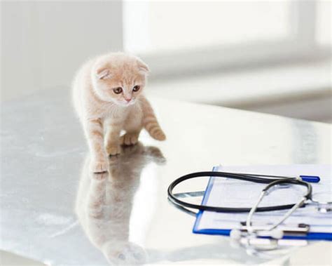 Health Issues In Scottish Fold Uk Pets